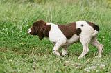 SPRINGER SPANIEL 037